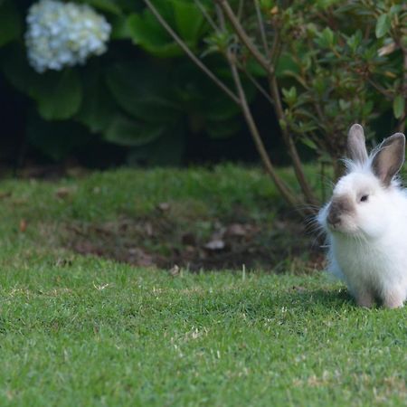 Casinha Das Hortensias Apartman Horta  Kültér fotó